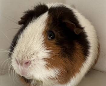 Rescue Guinea Pig Guinea Pigs for Adoption in Houston, Texas - Snickers | PetCurious